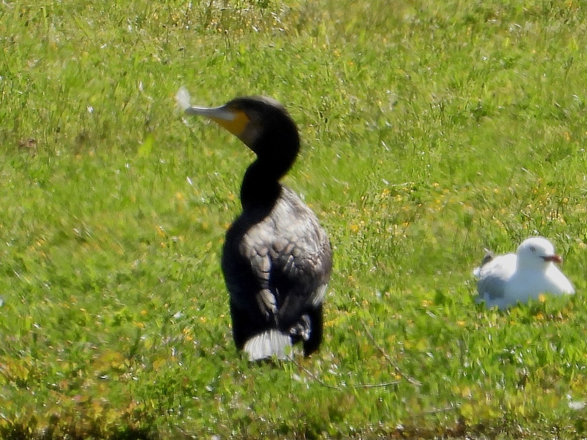 Great Cormorant - ML646628420