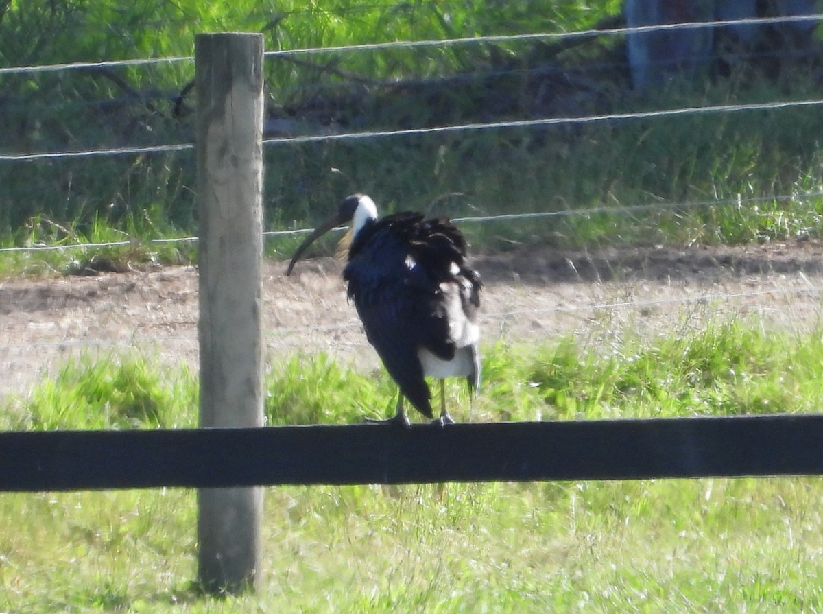 Straw-necked Ibis - ML646628421