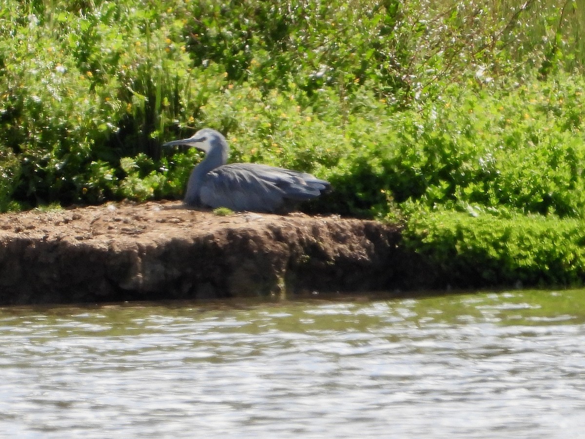 White-faced Heron - ML646628422