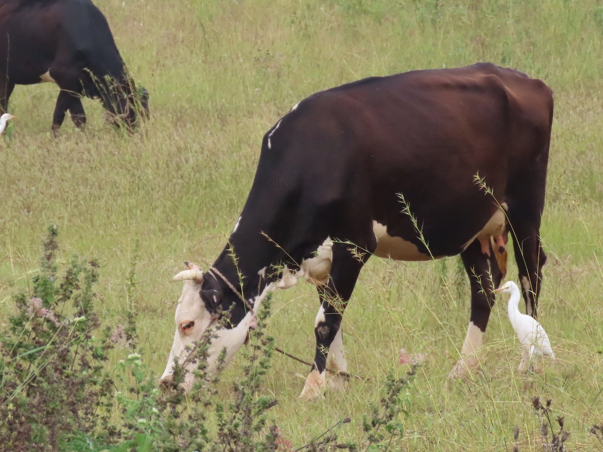 Eastern Cattle-Egret - ML646628423