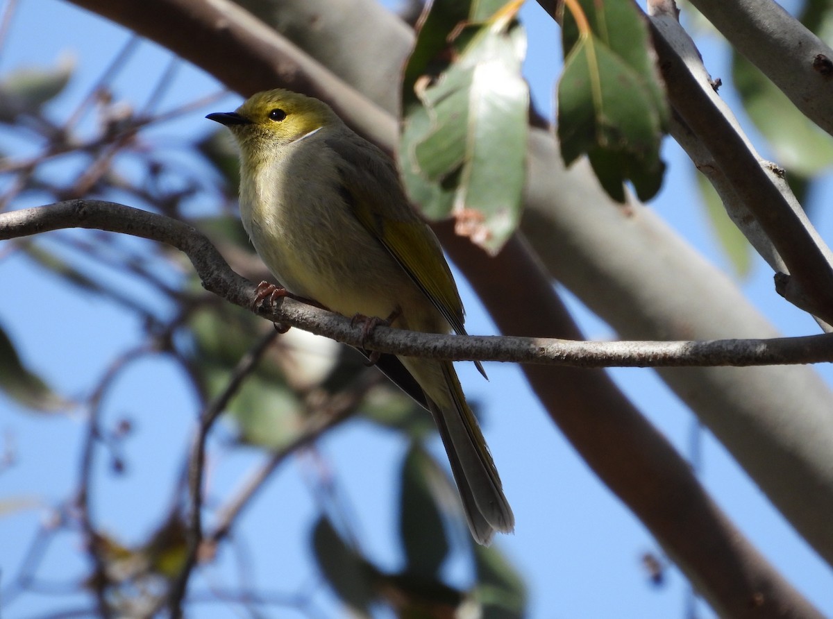 White-plumed Honeyeater - ML646628424