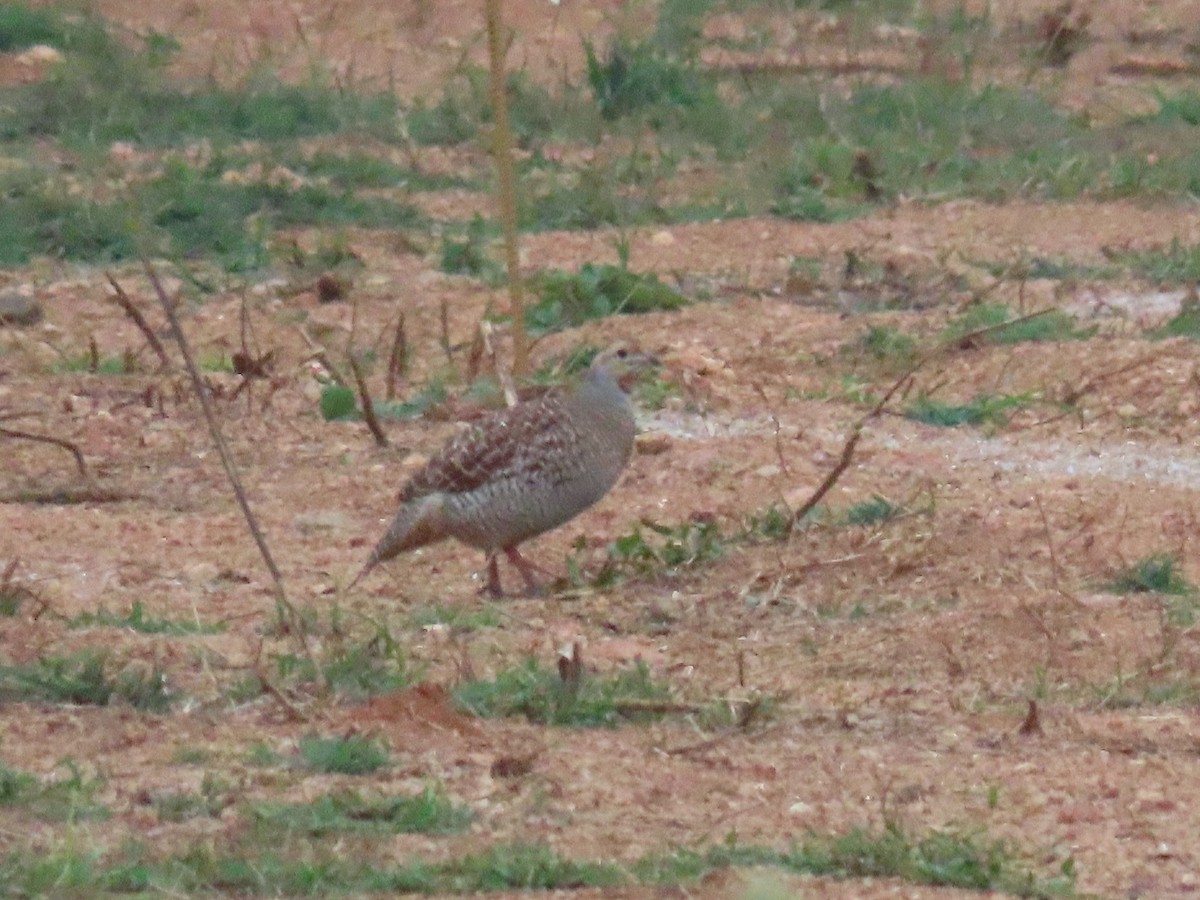 Gray Francolin - ML646628425