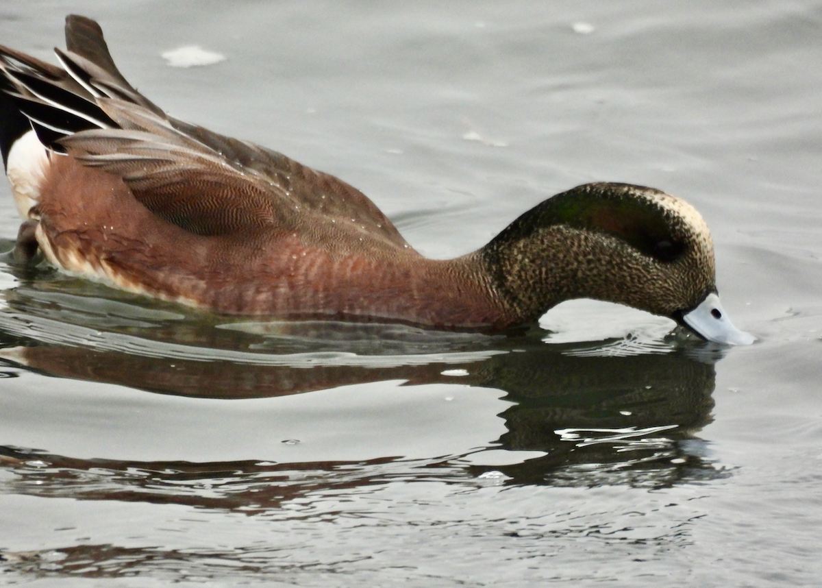 Canard d'Amérique - ML646628426