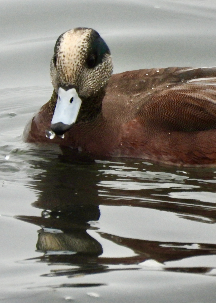 Canard d'Amérique - ML646628427