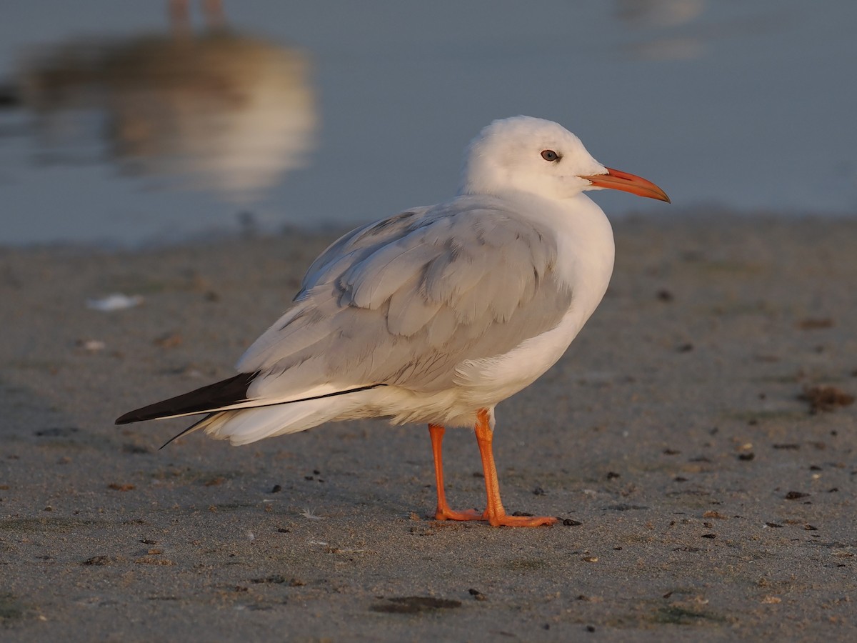 Antxeta mokozorrotza - ML646628428