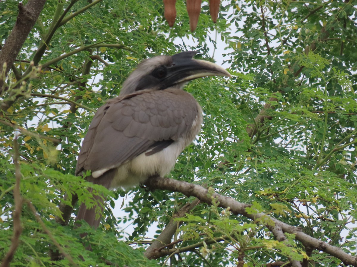 Indian Gray Hornbill - ML646628430