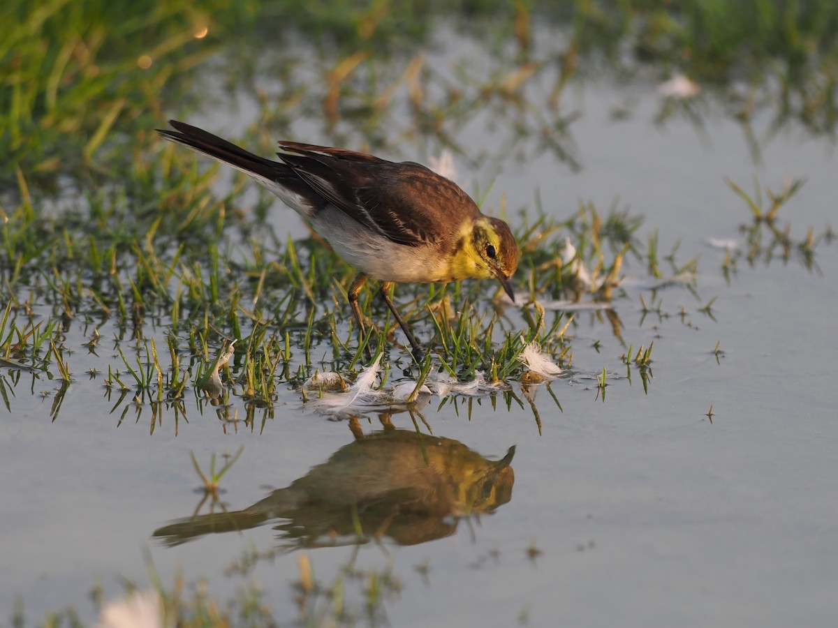 נחליאלי לימוני - ML646628431