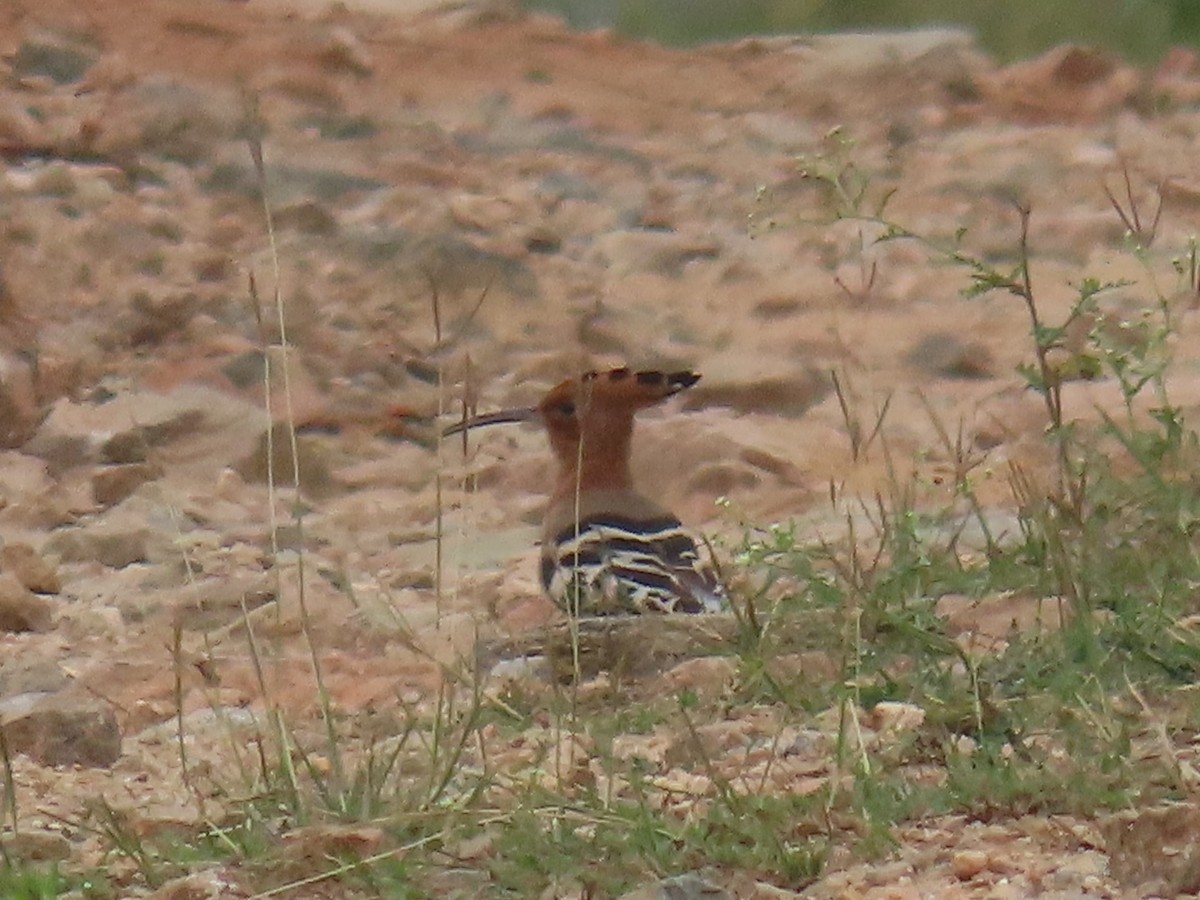 Common Hoopoe - ML646628433