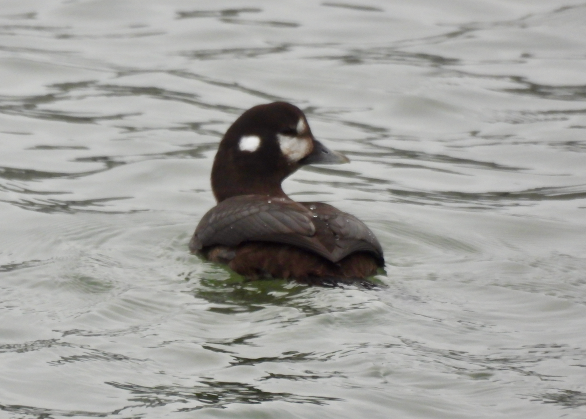 Harlequin Duck - ML646628434