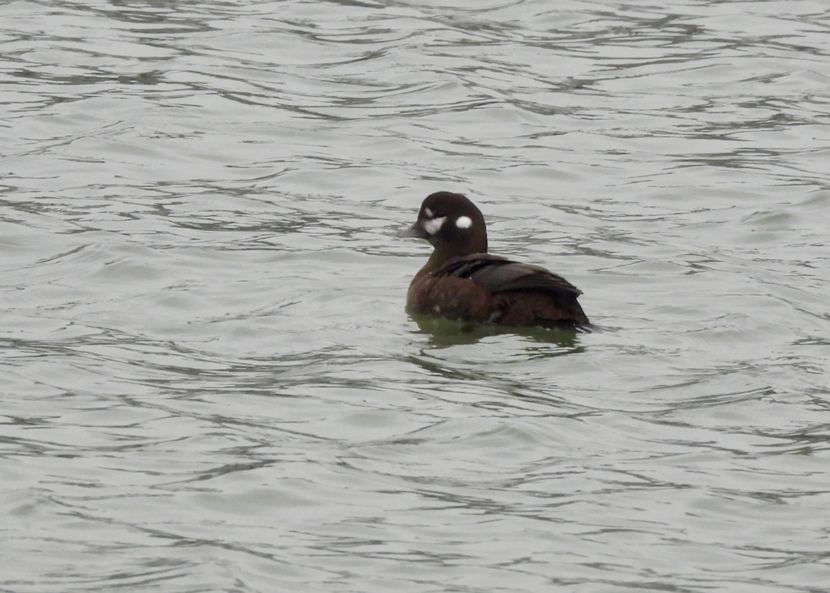 Harlequin Duck - ML646628435