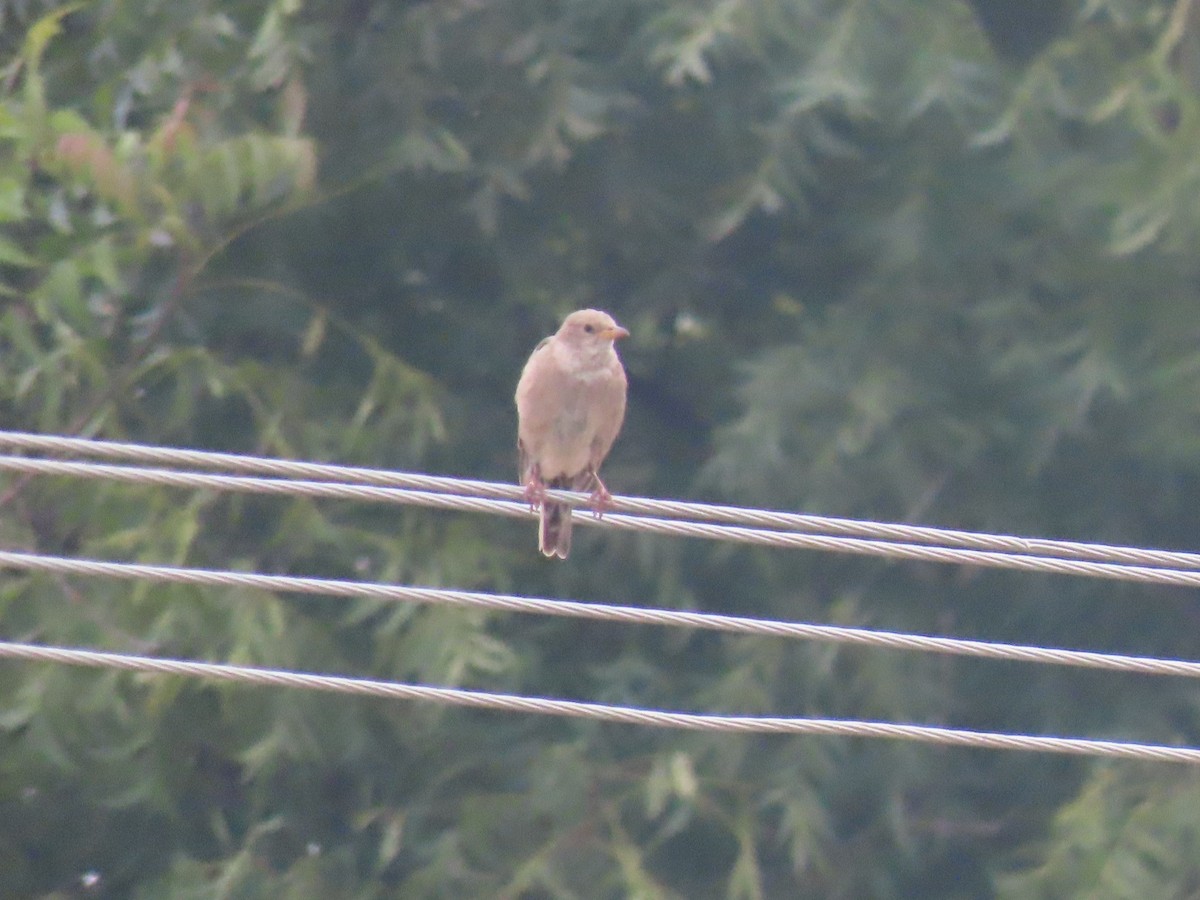 Rosy Starling - ML646628439