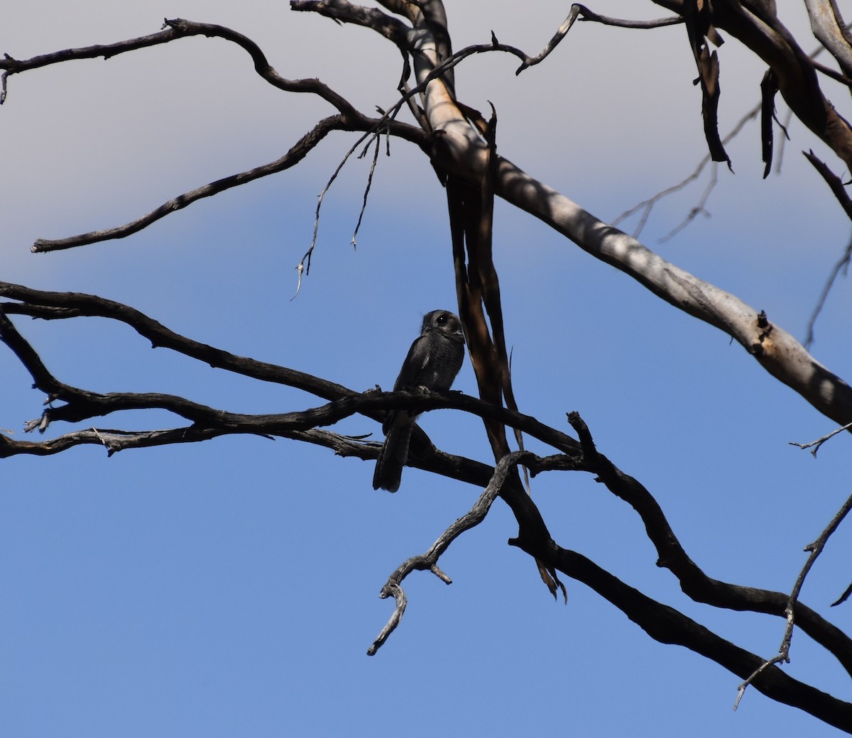 Australian Owlet-nightjar - ML646628440