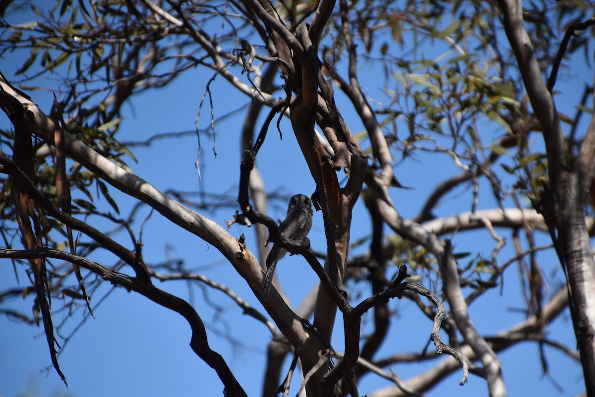 Australian Owlet-nightjar - ML646628441