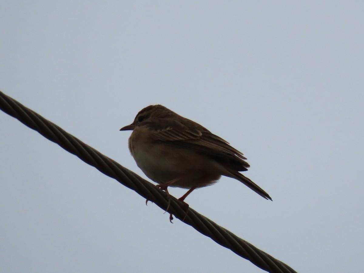 Paddyfield Pipit - ML646628446