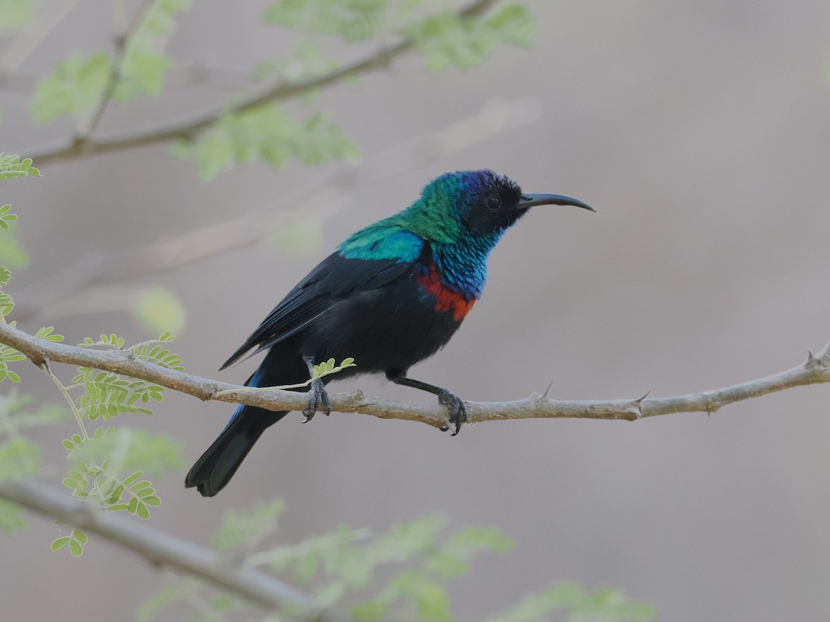 Arabian Sunbird - ML646628447