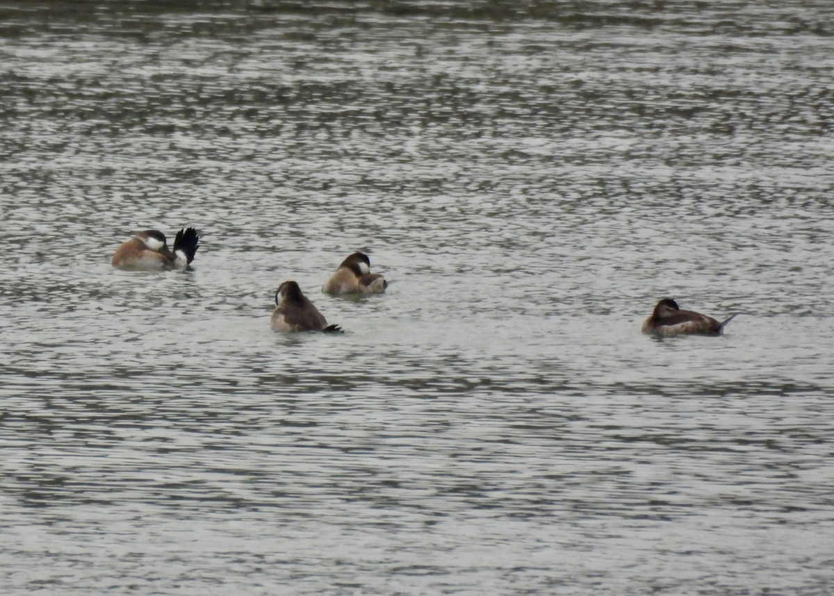 Gobbo della Giamaica - ML646628448