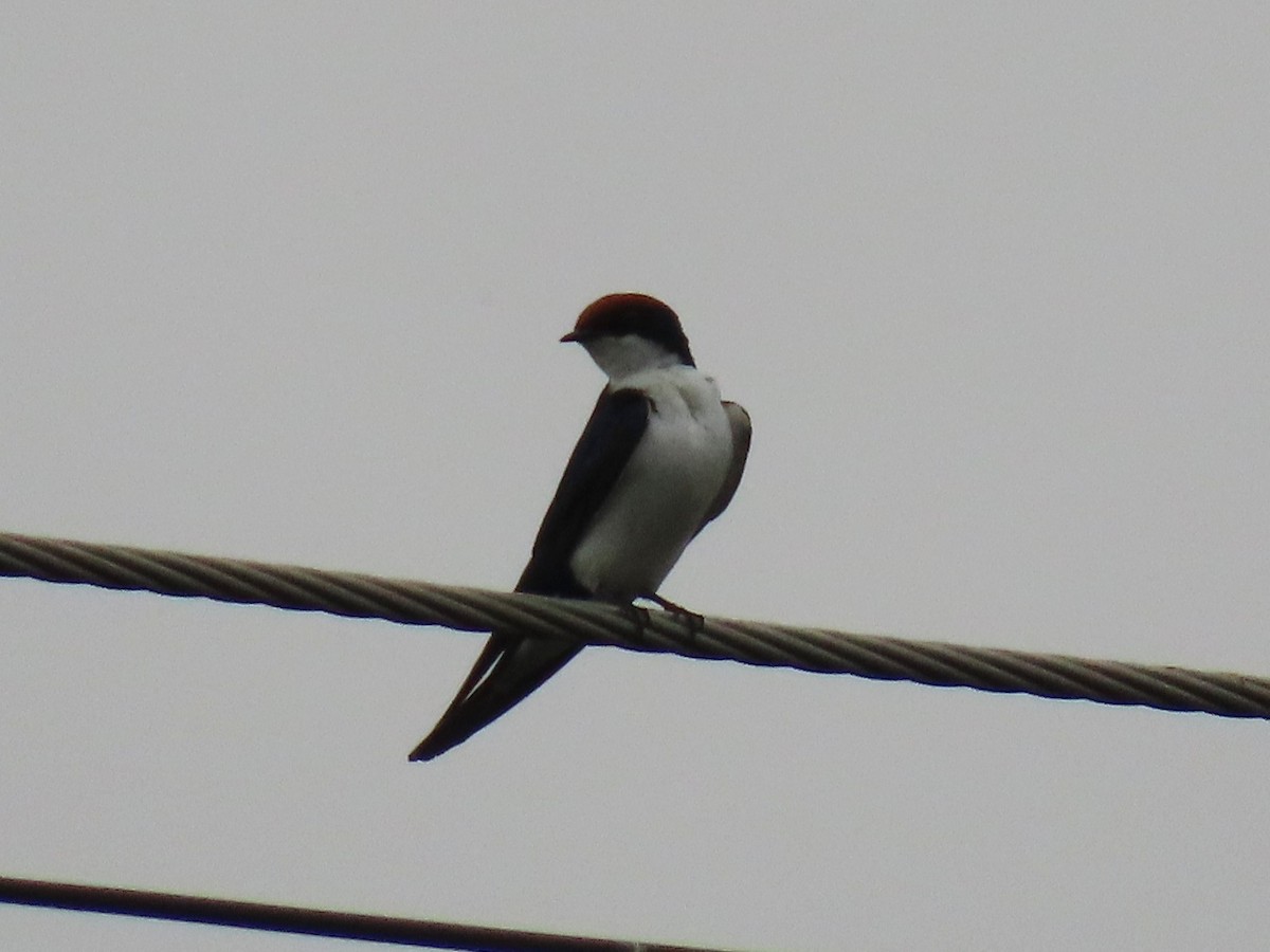 Wire-tailed Swallow - ML646628449