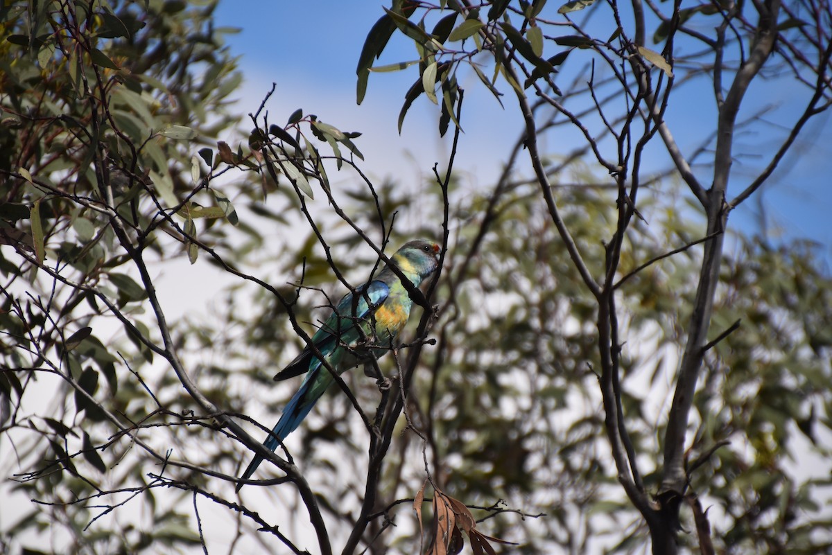 Australian Ringneck (Mallee) - ML646628450
