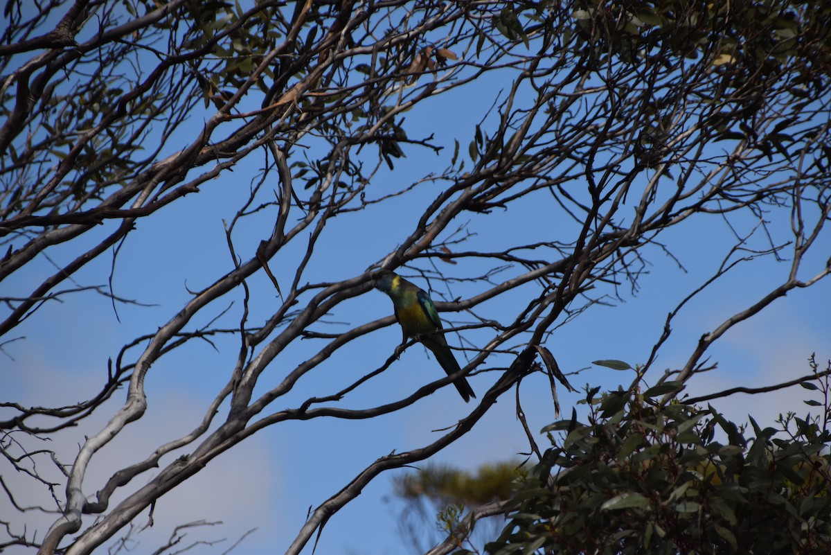 Australian Ringneck (Mallee) - ML646628451