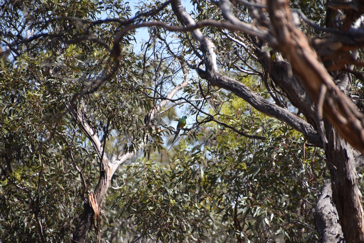 Red-rumped Parrot - ML646628456