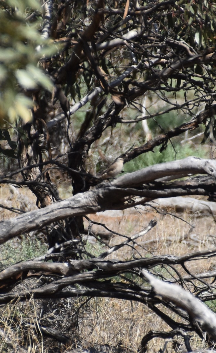 Brown Treecreeper - ML646628460