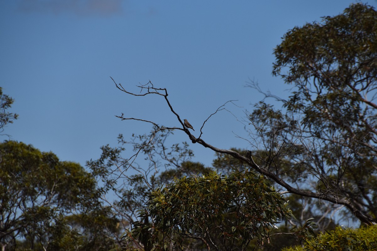 Brown Treecreeper - ML646628461