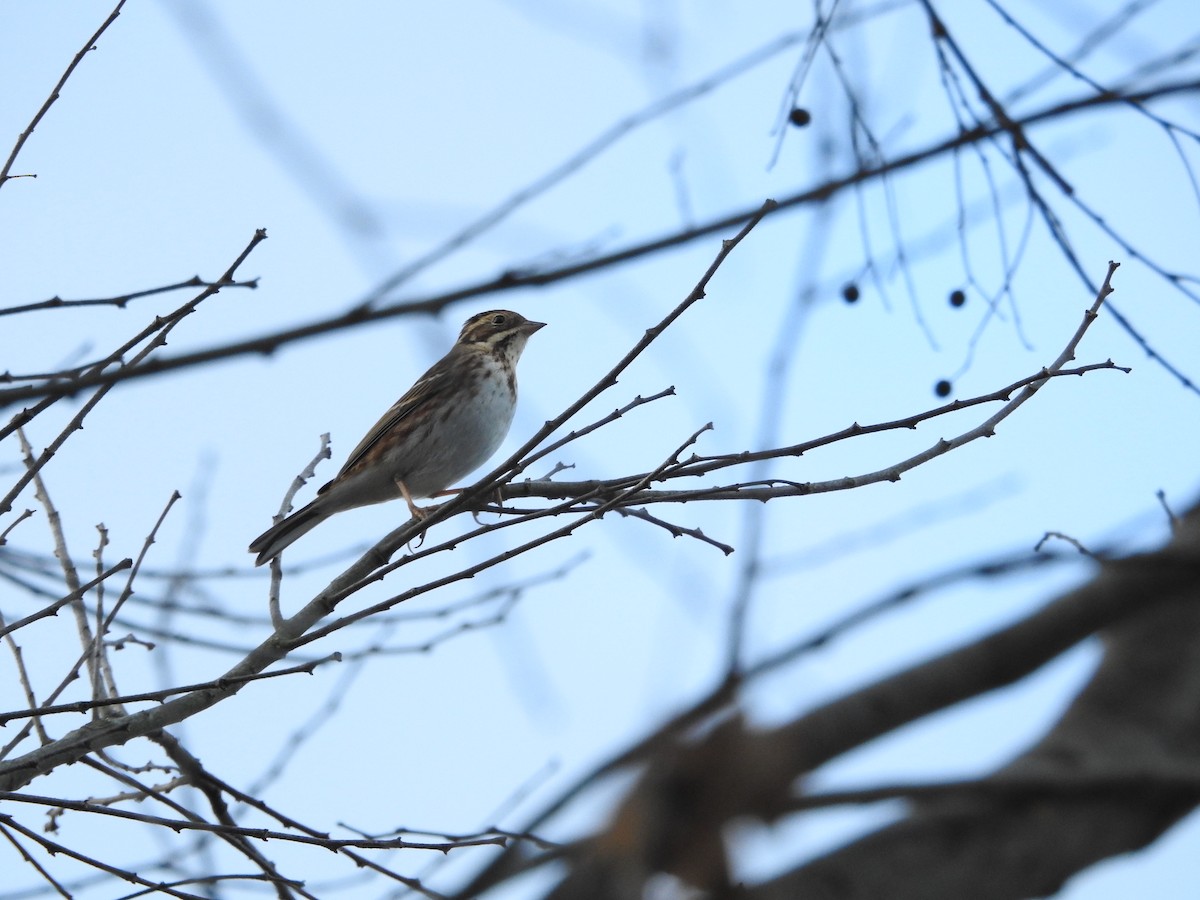 Rustic Bunting - ML646628462
