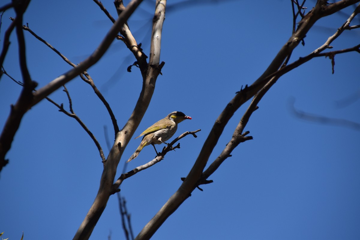Singing Honeyeater - ML646628463