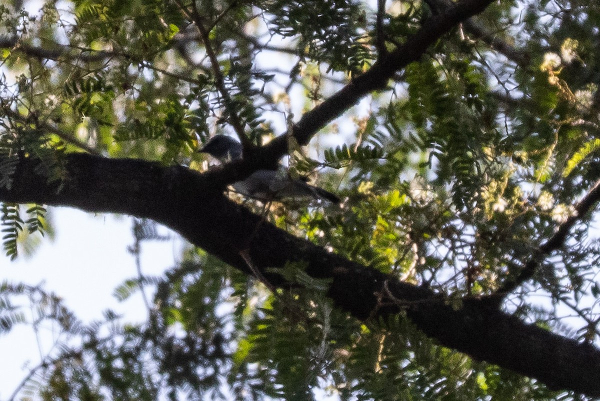 Black-winged Cuckooshrike - ML646628465