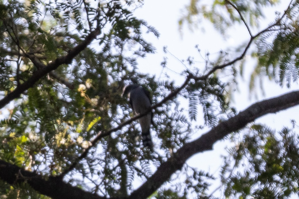 Black-winged Cuckooshrike - ML646628466