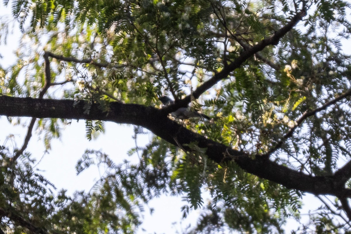 Black-winged Cuckooshrike - ML646628467