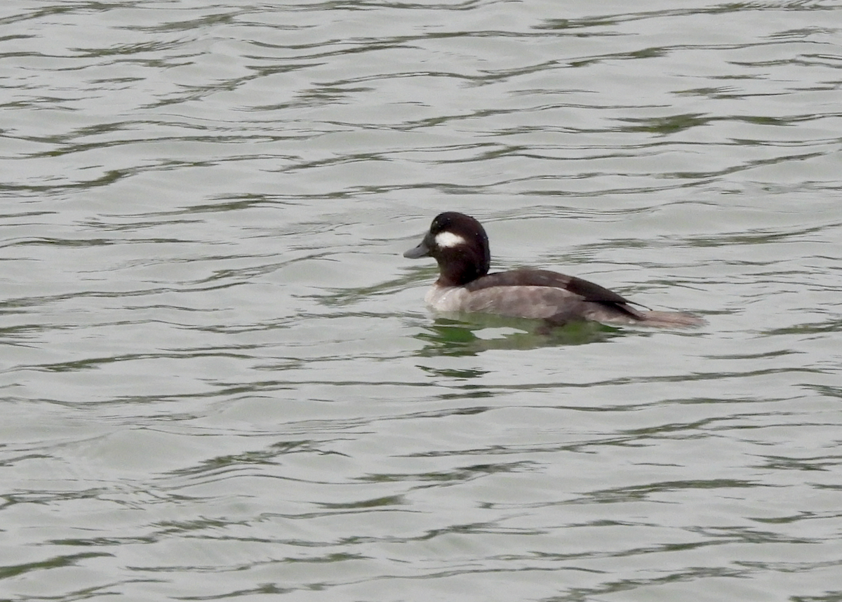 Bufflehead - ML646628469