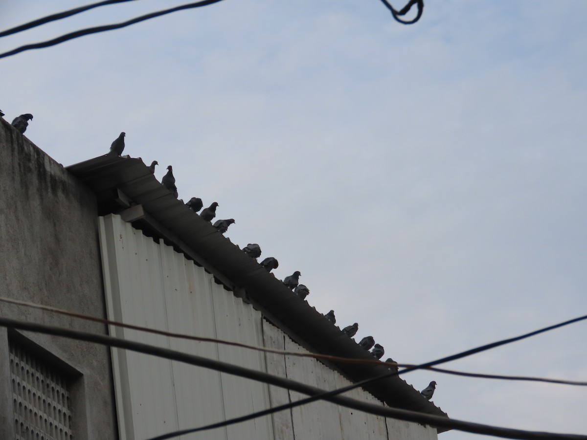 Rock Pigeon (Feral Pigeon) - ML646628470