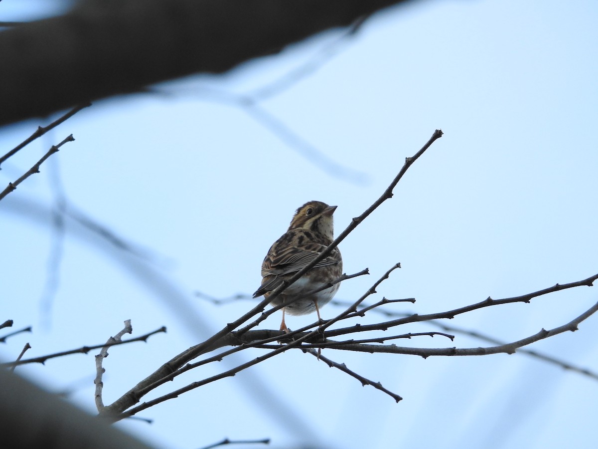 Rustic Bunting - ML646628473