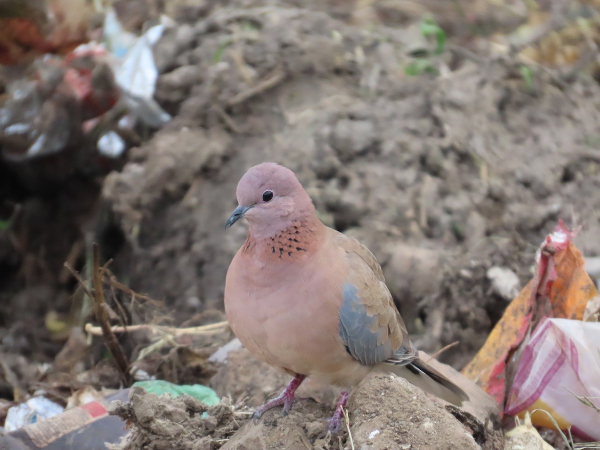 Laughing Dove - ML646628474