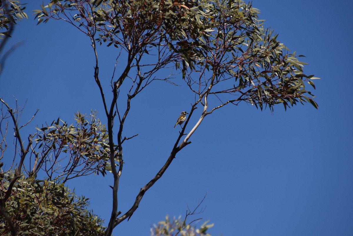 New Holland Honeyeater - ML646628475