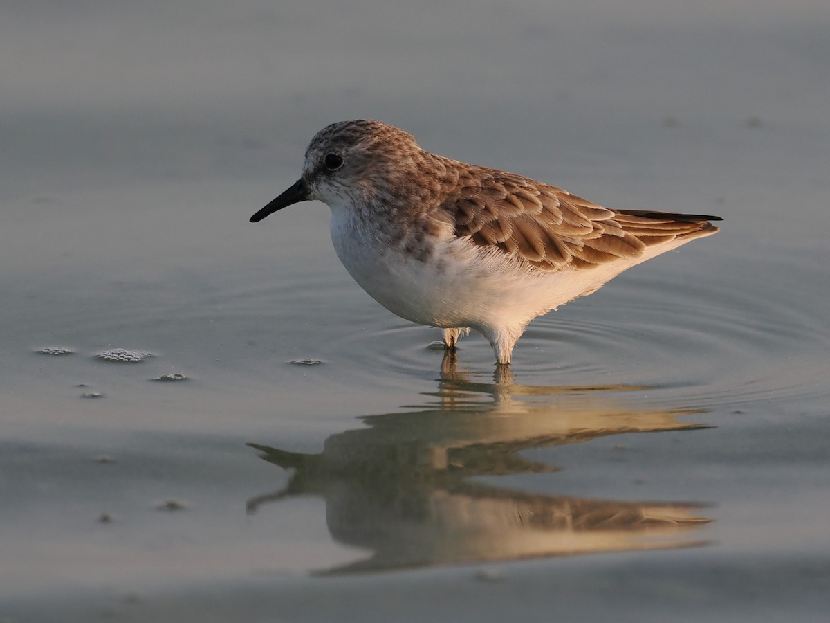 ヨーロッパトウネン - ML646628476