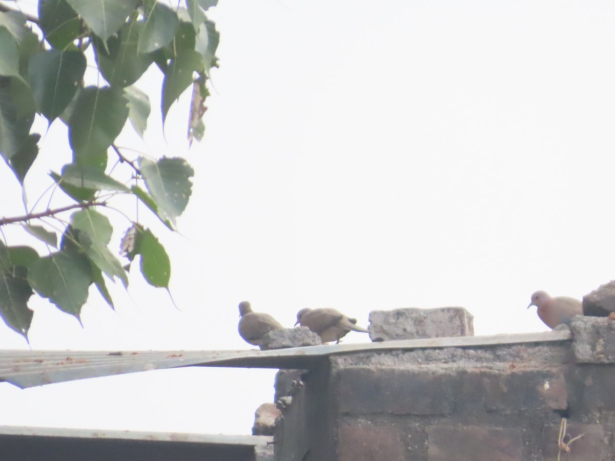 Laughing Dove - ML646628477