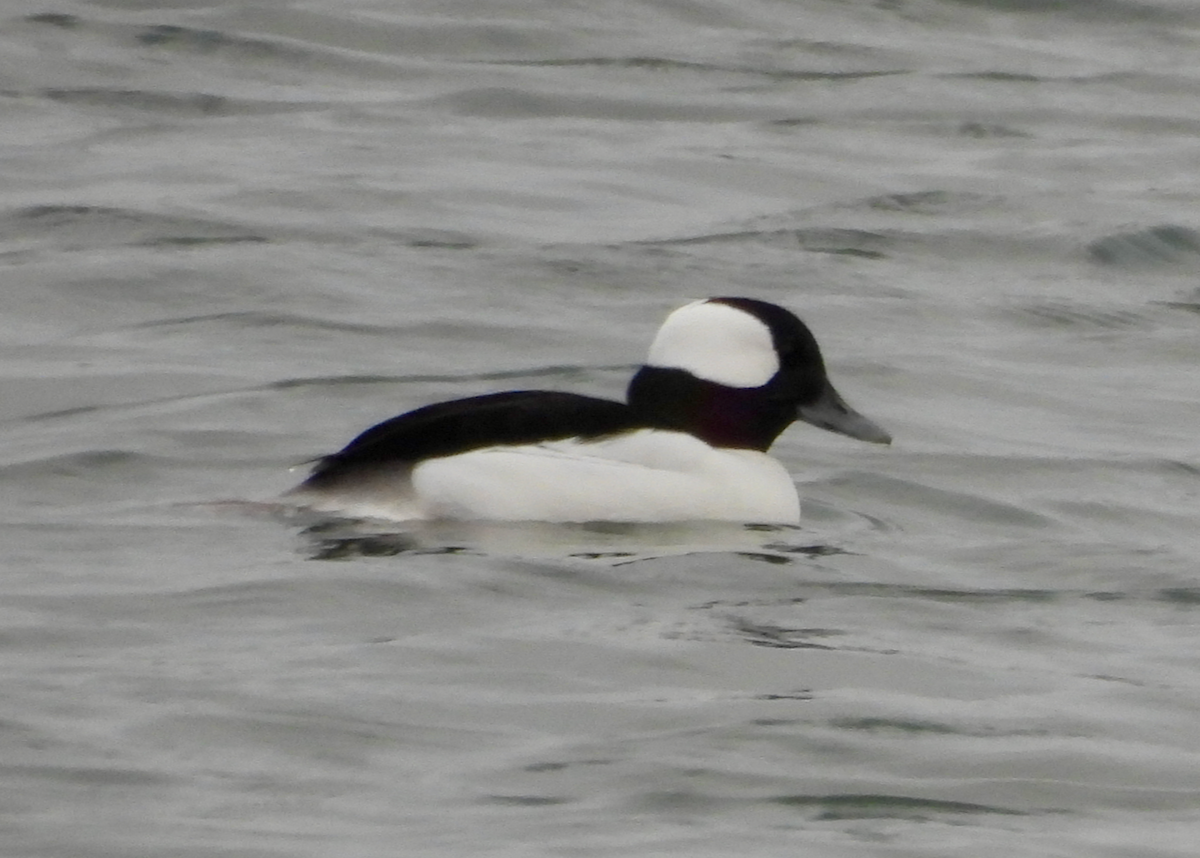 Bufflehead - ML646628478