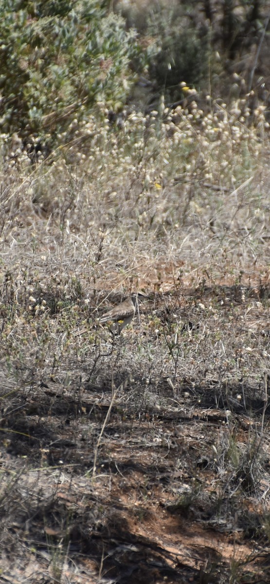 White-winged Triller - ML646628479