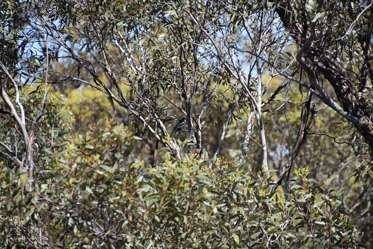 White-winged Triller - ML646628480