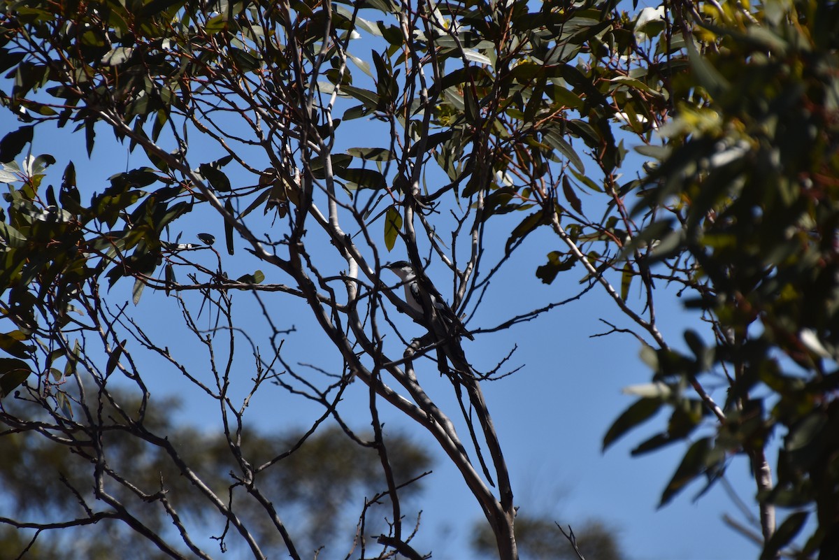 White-winged Triller - ML646628481