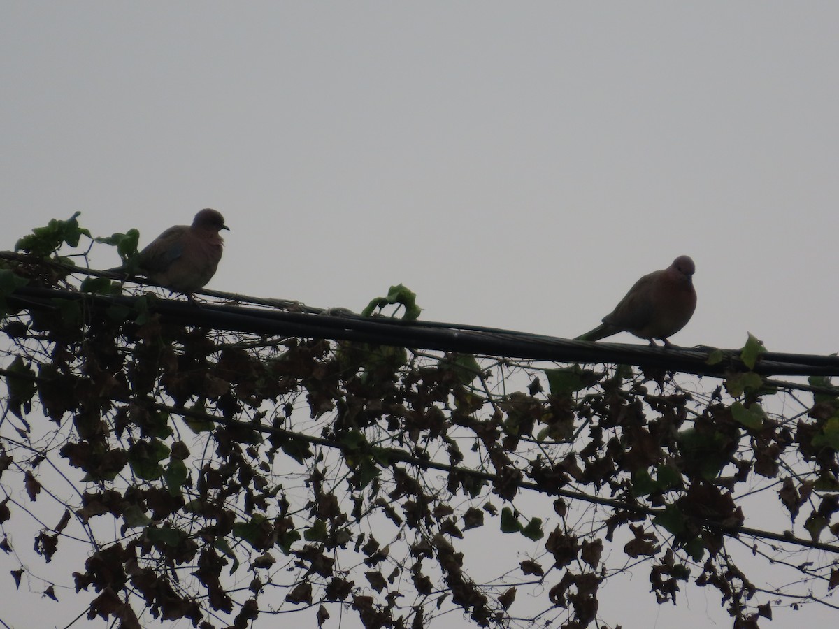 Laughing Dove - ML646628482