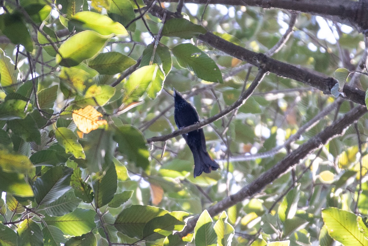 Hair-crested Drongo - ML646628483