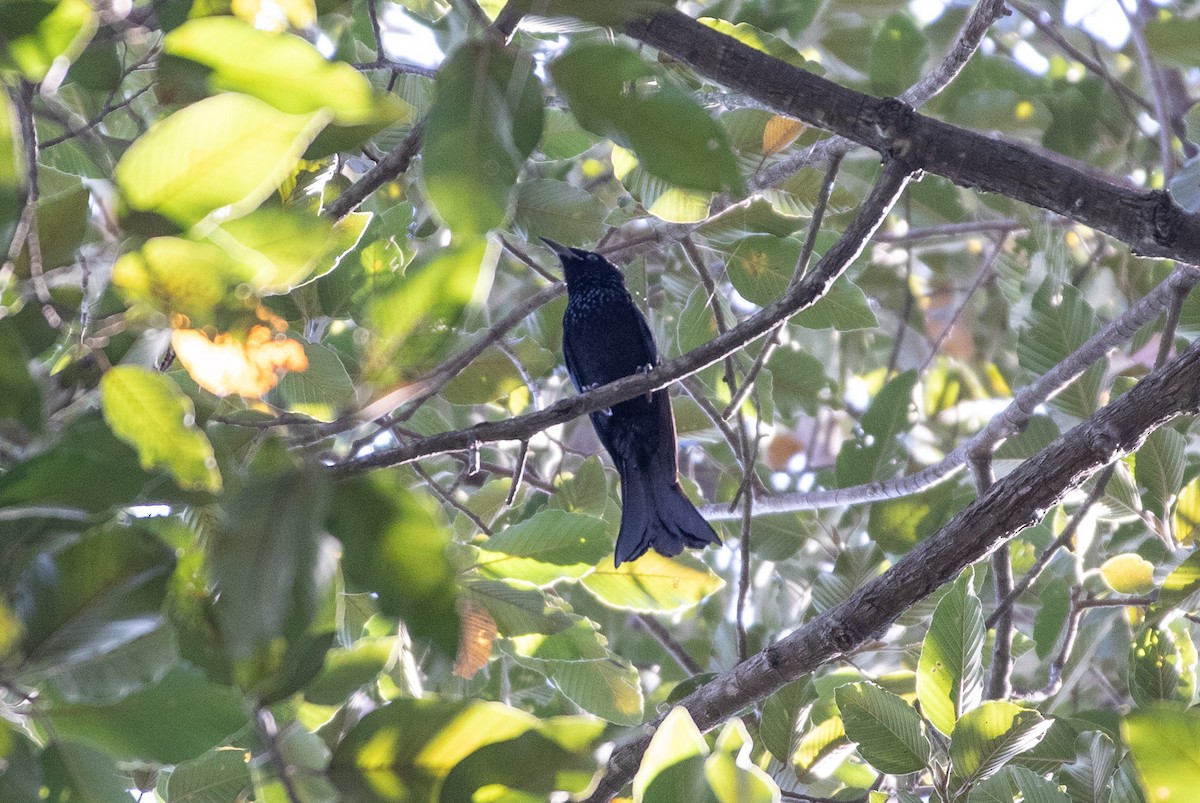 Hair-crested Drongo - ML646628484