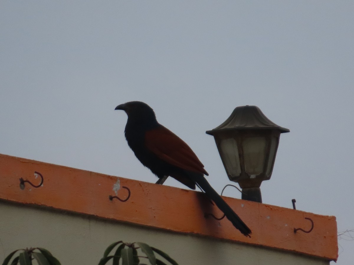 Greater Coucal - ML646628485