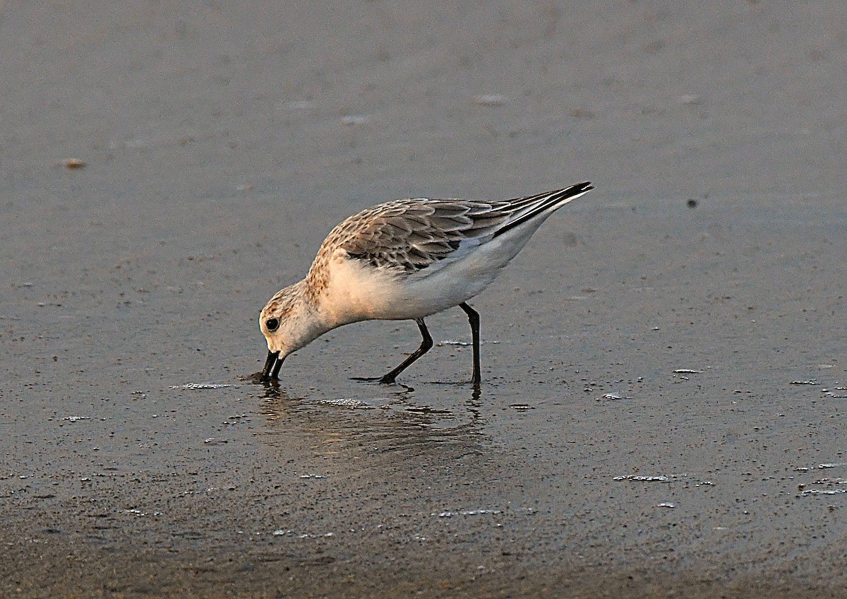 Txirri zuria - ML646628486