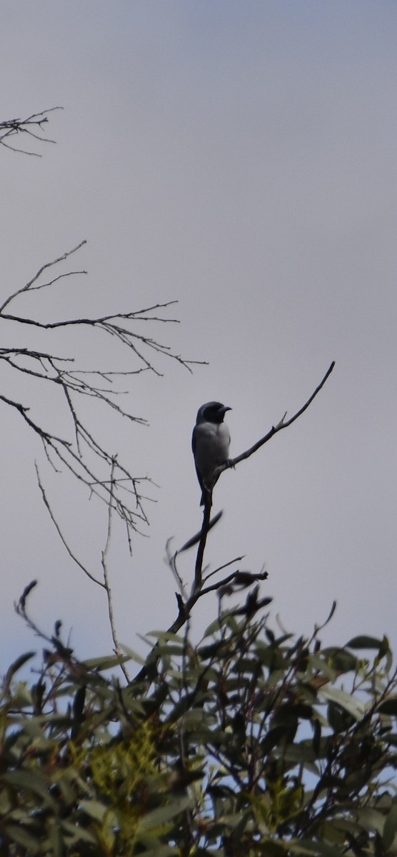 Masked Woodswallow - ML646628487