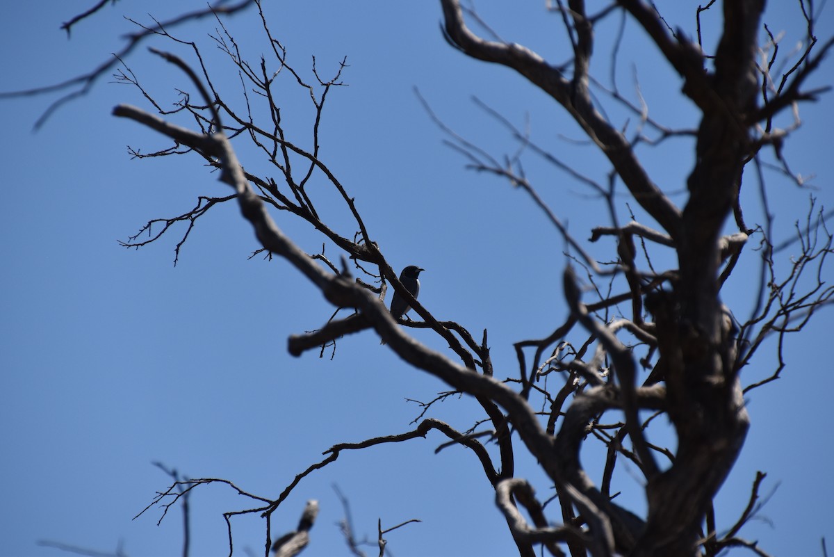 Masked Woodswallow - ML646628488