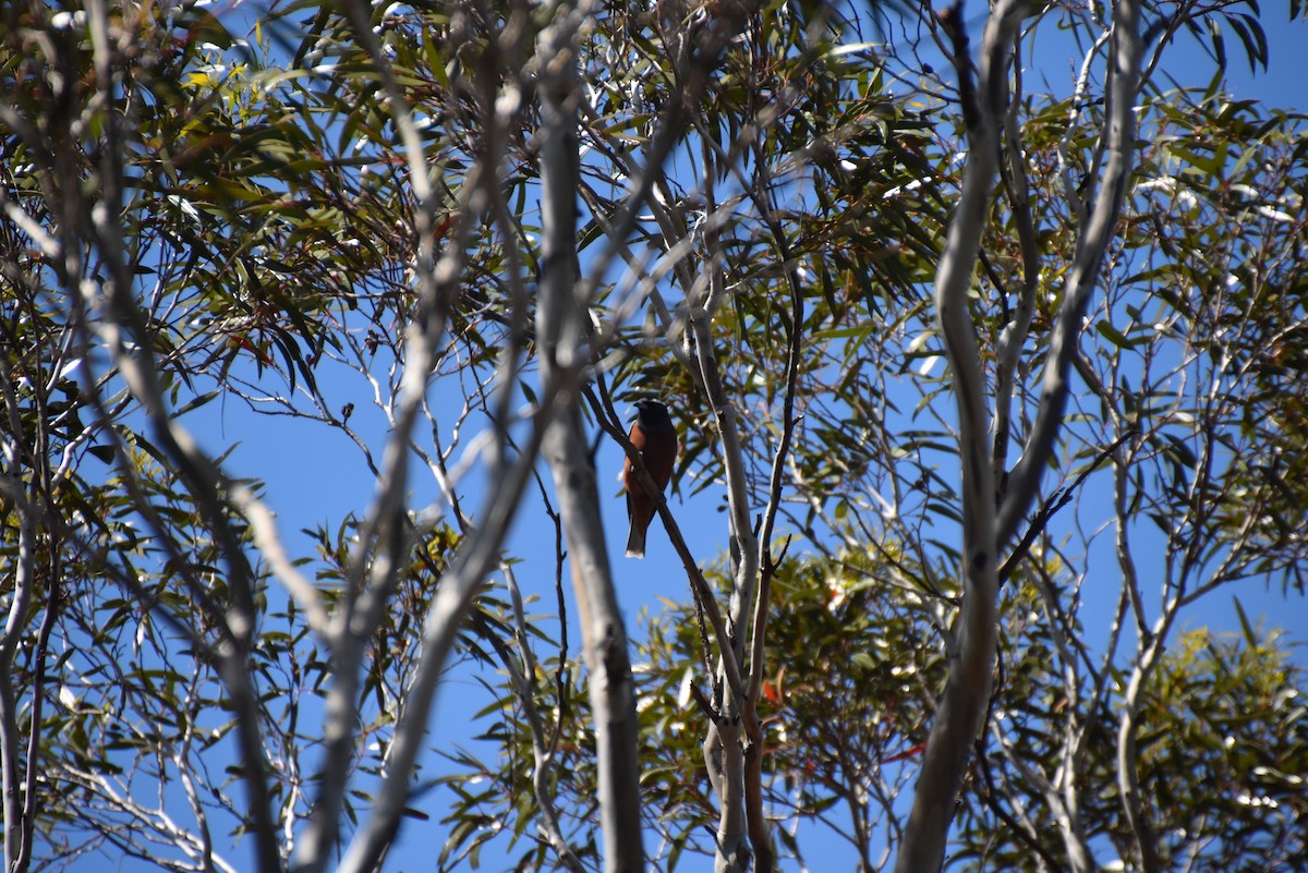 White-browed Woodswallow - ML646628489